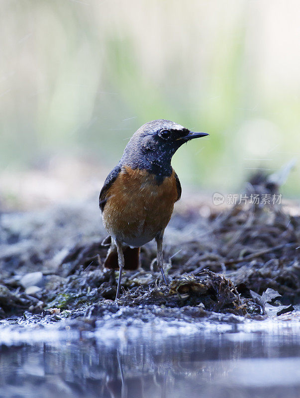 普通红雀(Phoenicurus Phoenicurus)雄性